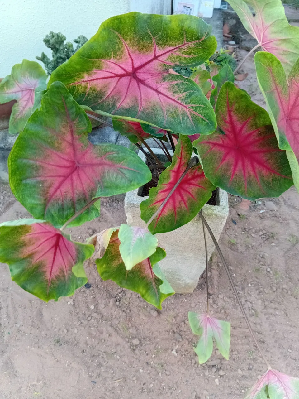 Caladium Tricolor -cacto Euphorpia,samambaia-chinesa
