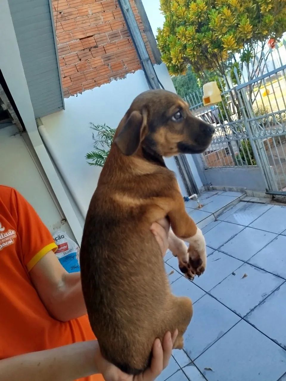 Filhote de cachorro disponível para adoção, são dóceis e muito carinhosos  - Foto 2