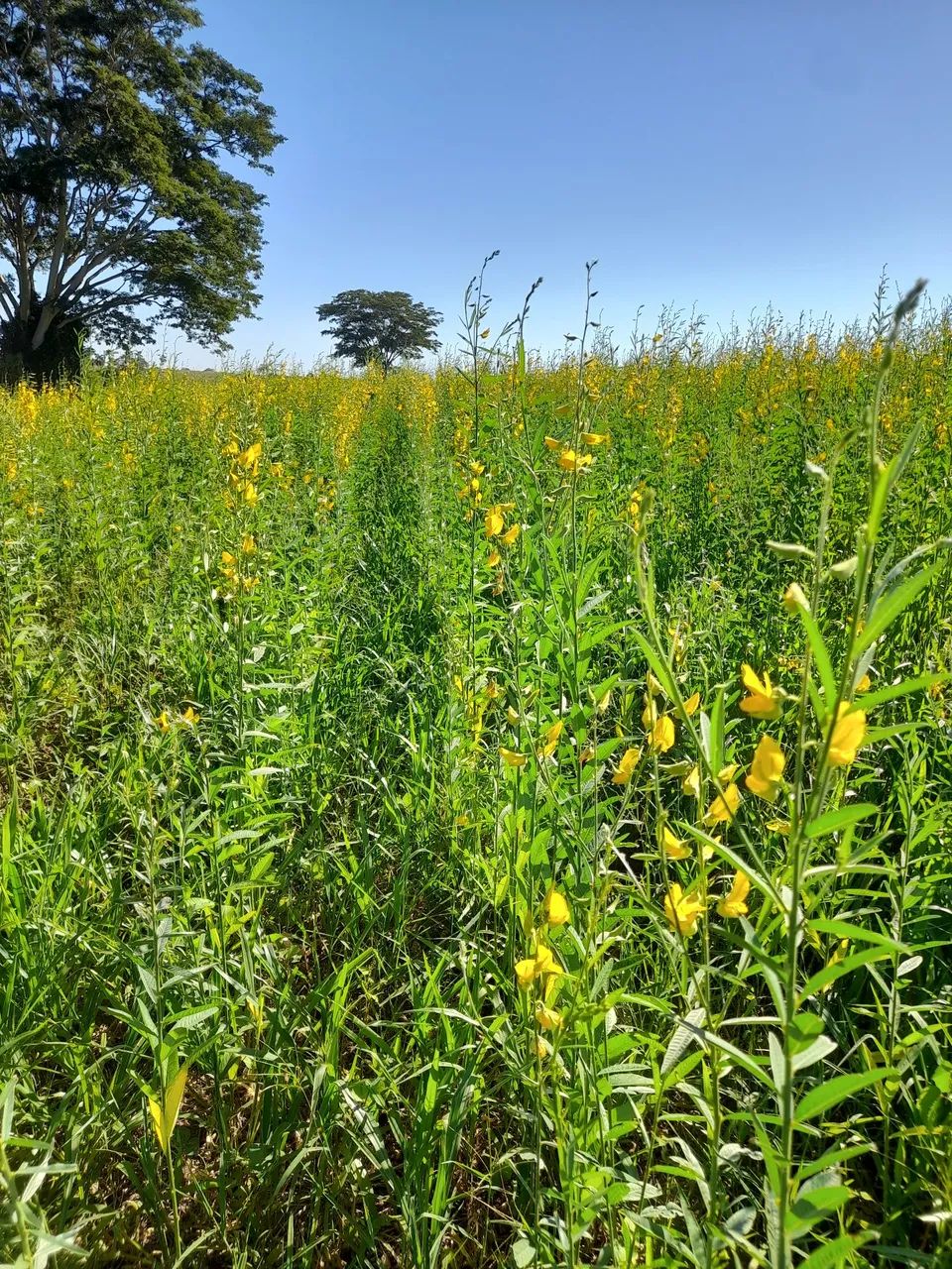 Crotalária juncea  - Foto 4