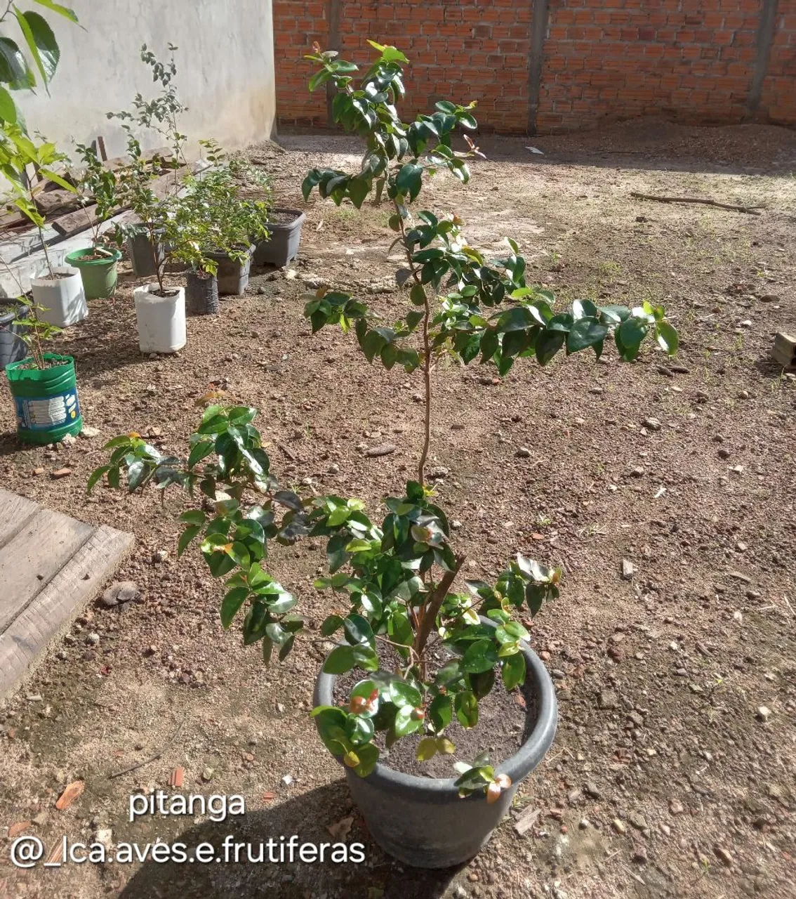 Muda de Pitanga e outras frutíferas!