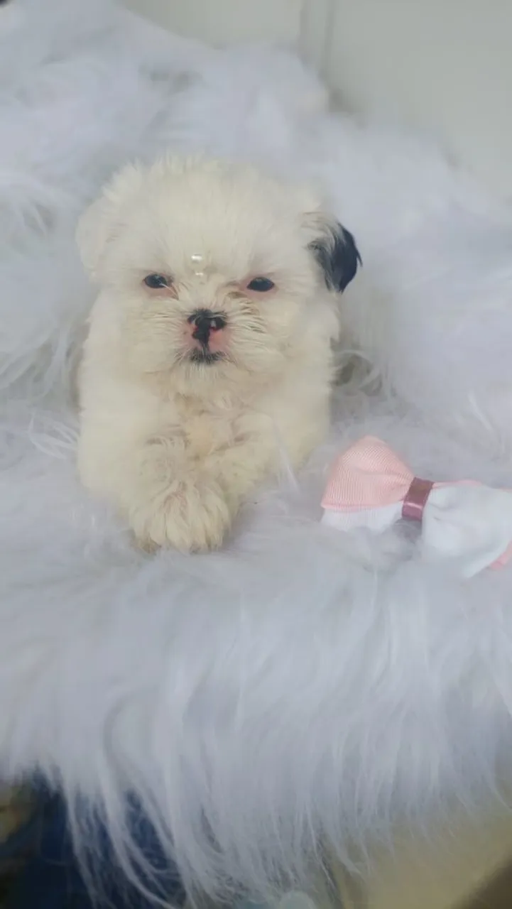 Filhote Shih Tzu fêmea