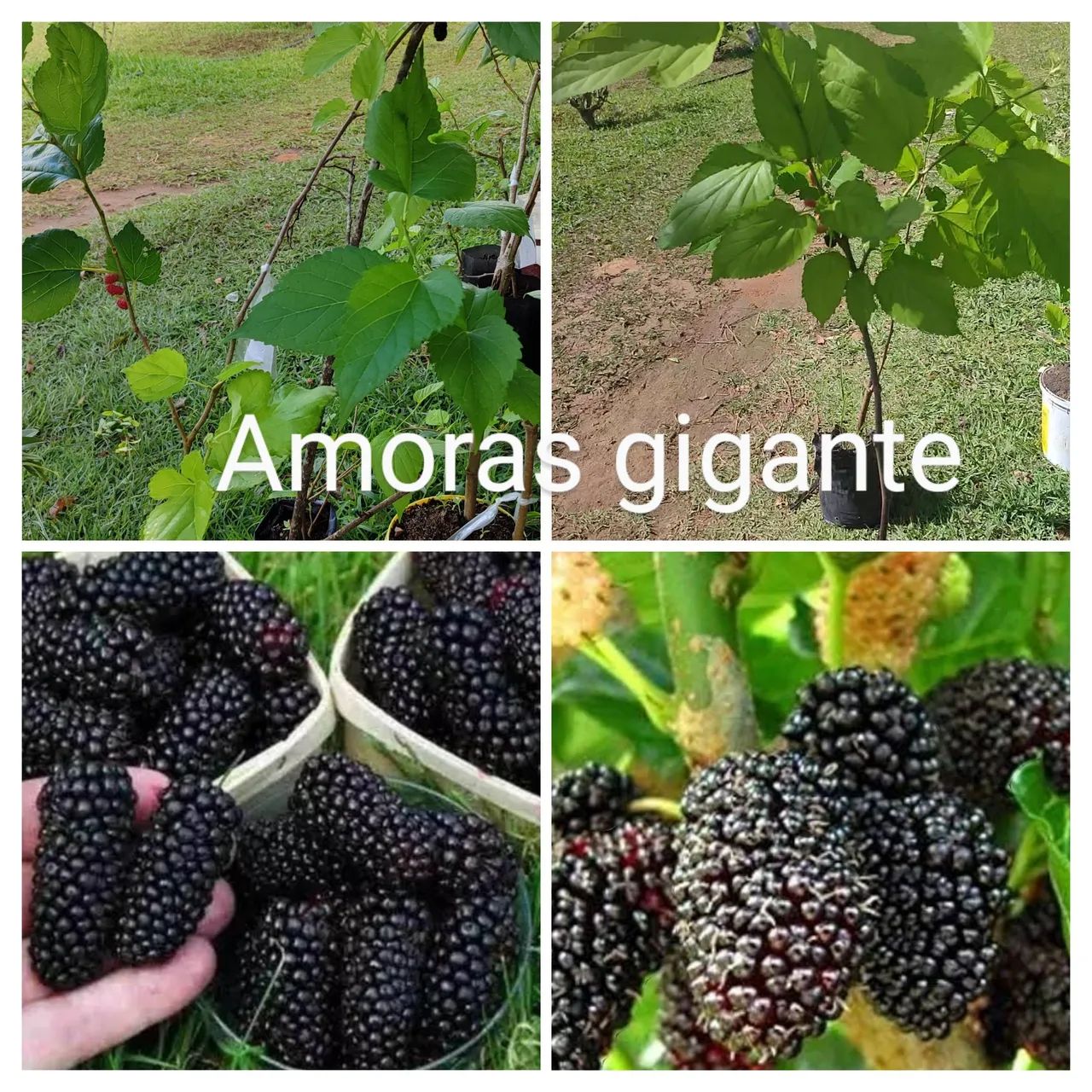 Mudas de Graviola - Produção de Frutos - Foto 4