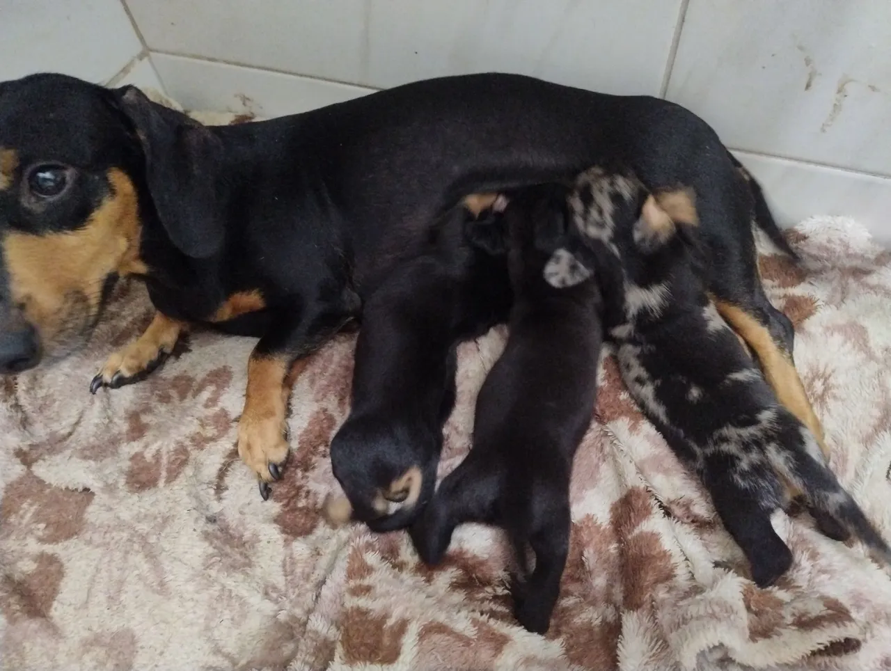 Filhotes de DASCHUND (Salsicha) para RESERVA