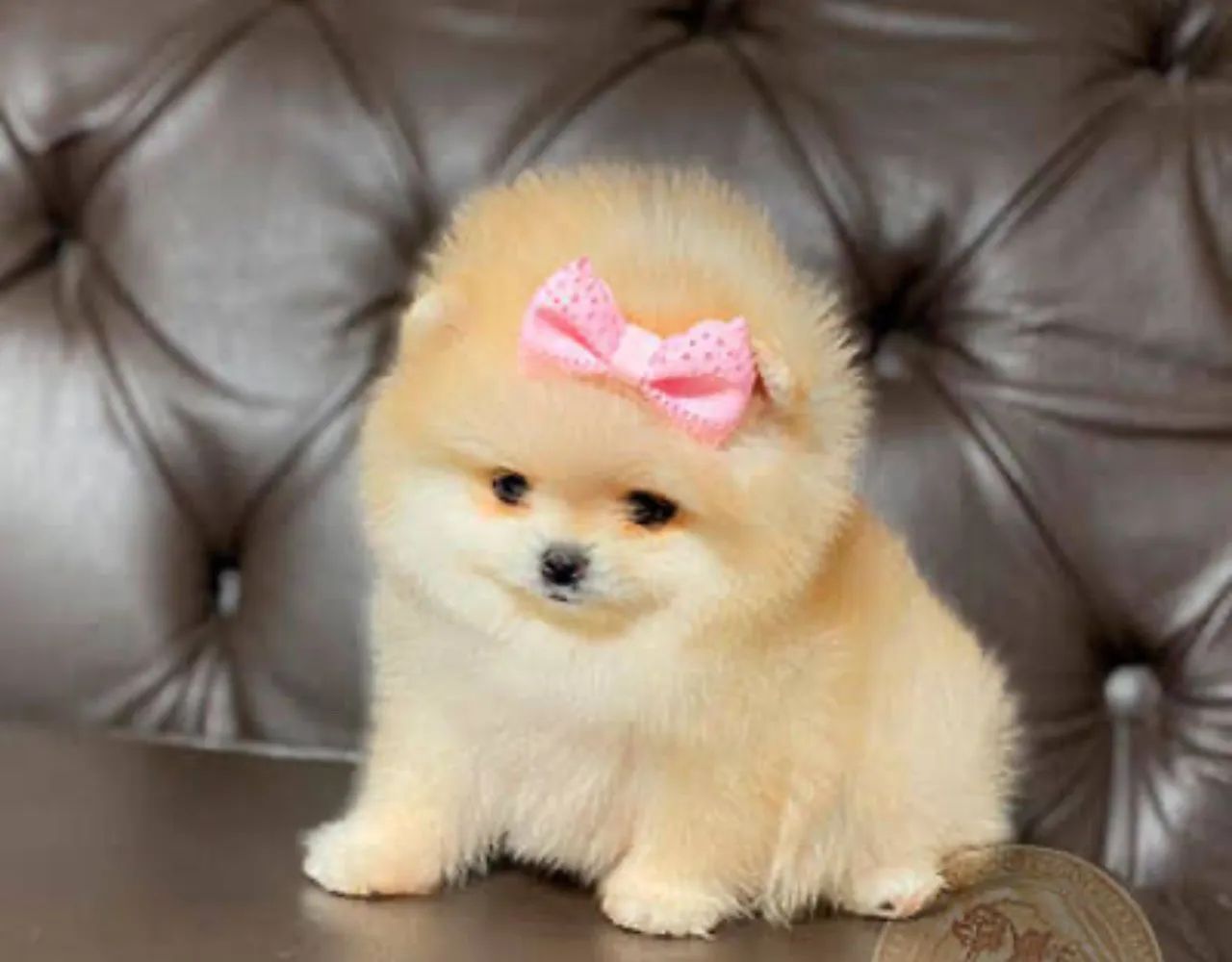 Lulu da pomerania (Spitz alemão) com garantia  - Foto 2