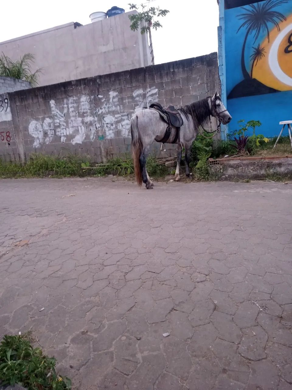 Potro mangalarga  - Foto 2