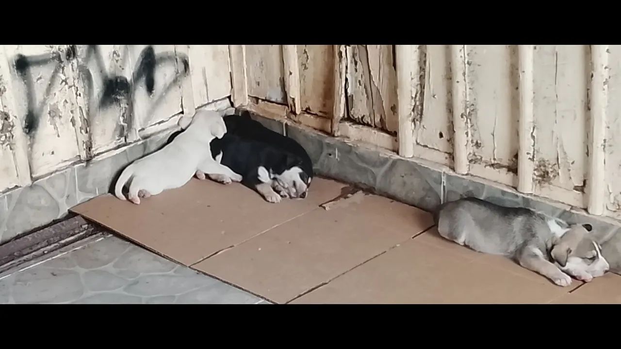 Adoção responsável 
