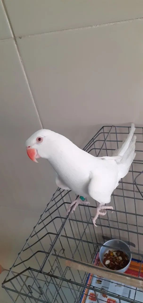 Gaiola