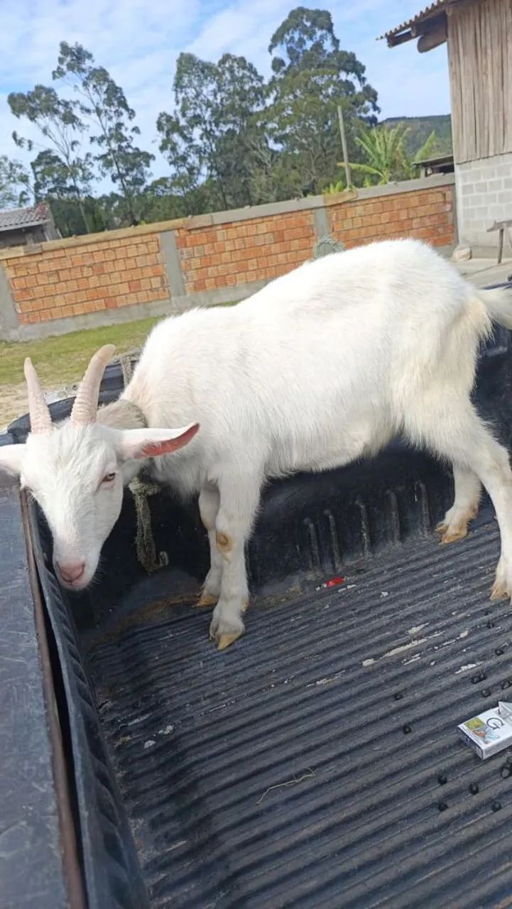Casal de cabrito  - Foto 2