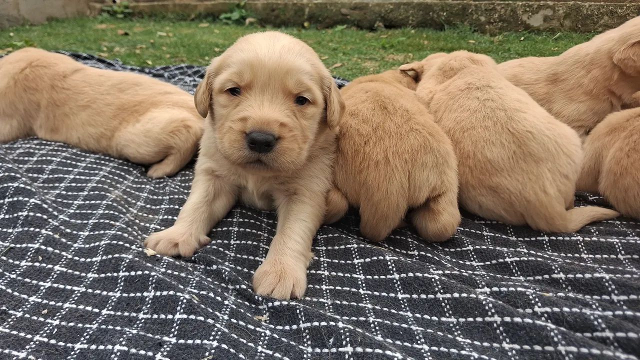 Bebes golden - Foto 3