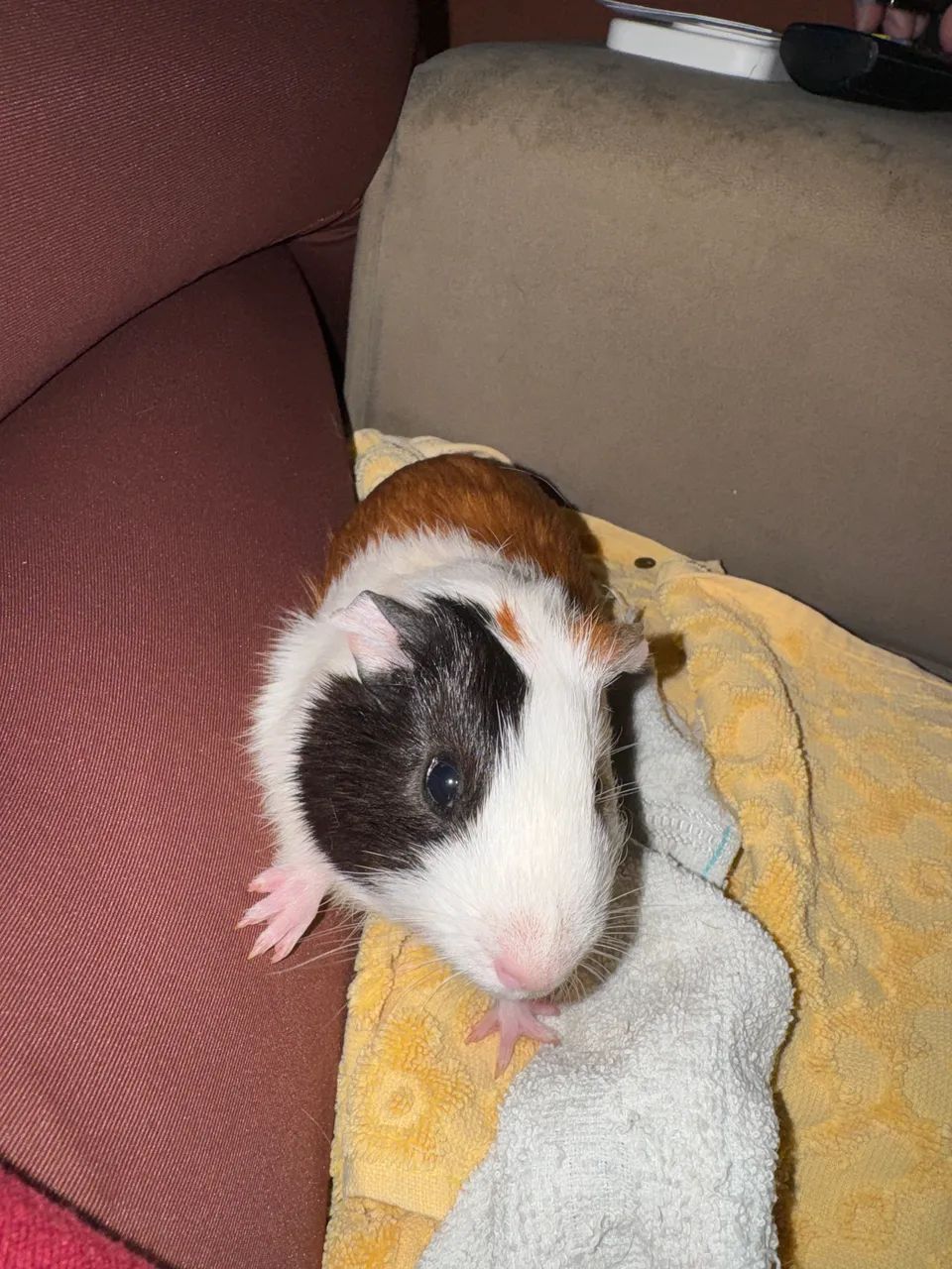 Casal de Porquinho da Índia Filhotes