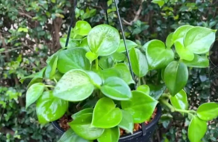  plantas ornamentais - Foto 3