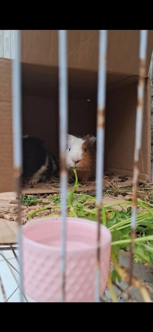 Doação responsável de dois porquinhos da Índia  - Foto 4