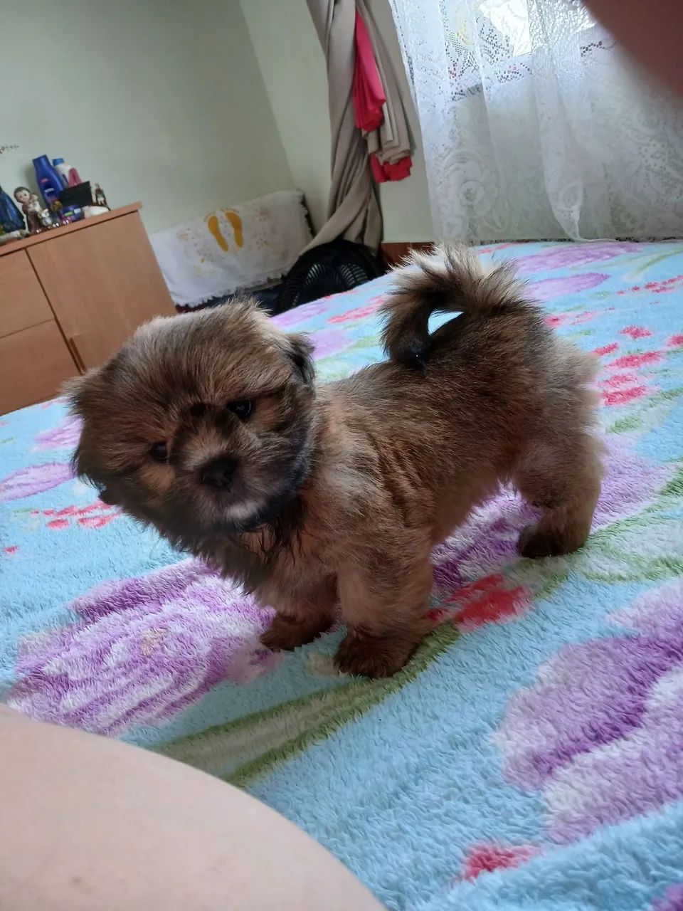 Lhasa apso macho - Foto 5