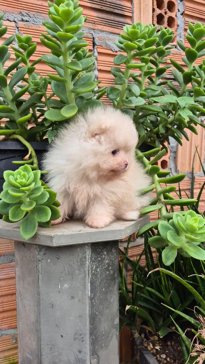 Cachorro 