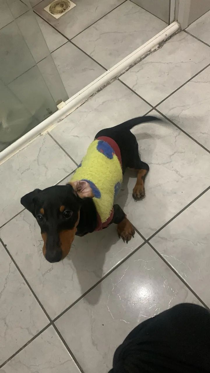 Cachorro salsicha  - Foto 3
