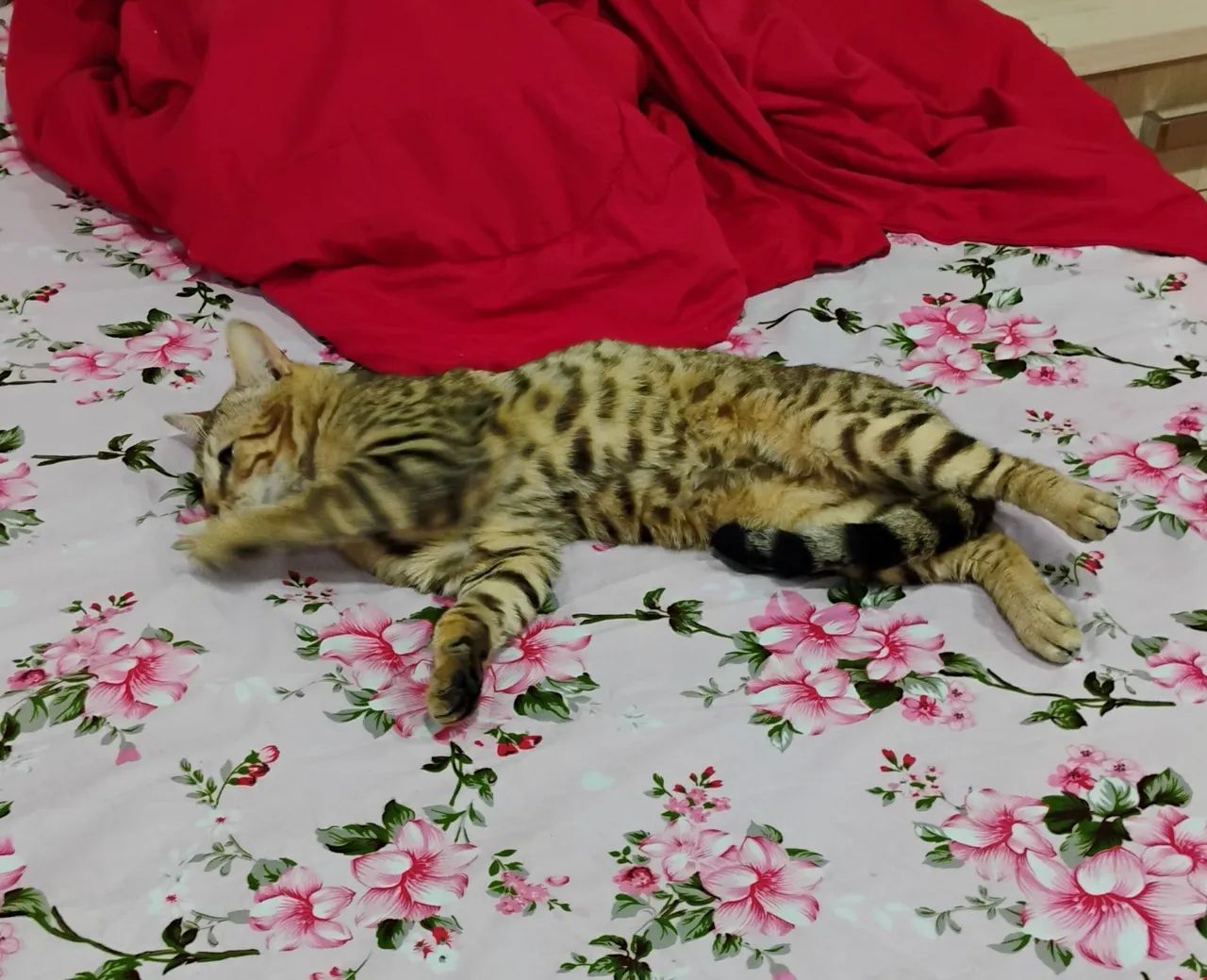 Gato bengal  - Foto 3