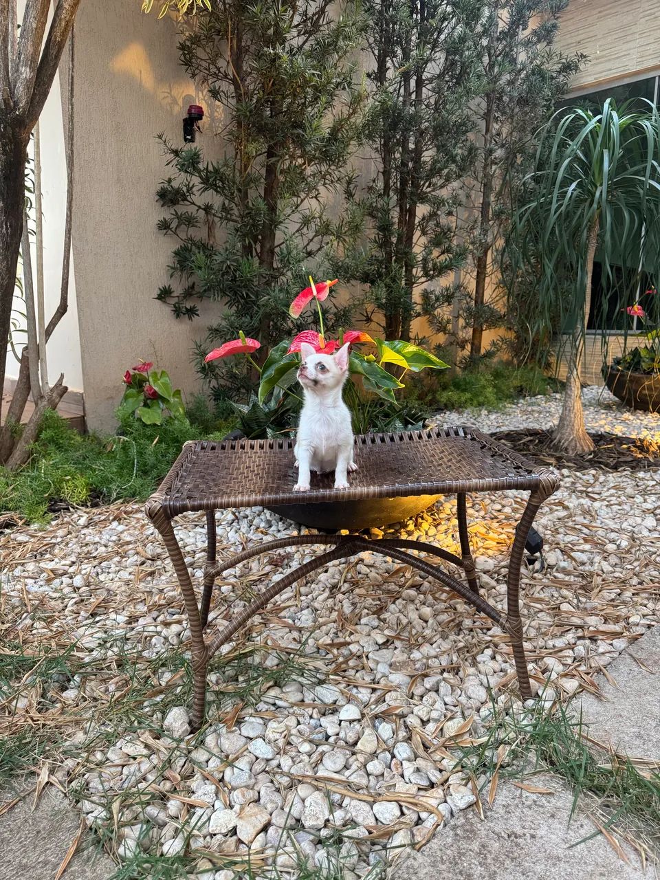 Chihuahua macho  - Foto 4