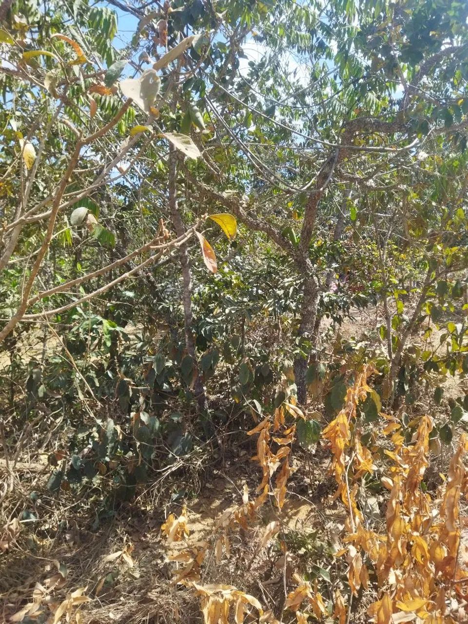 agio chacara  - Foto 5