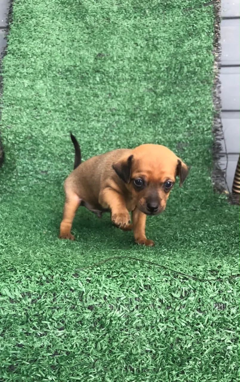 Pinscher  - Foto 2