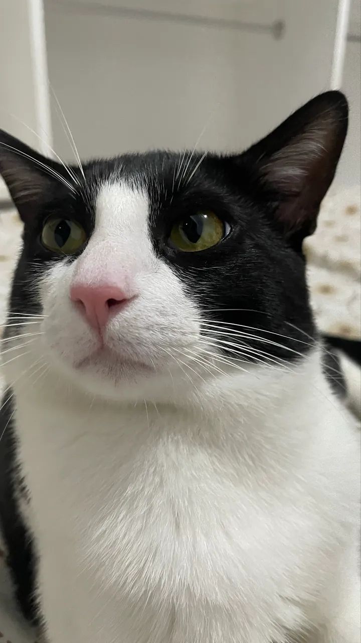 Gato adoção responsável  - Foto 5