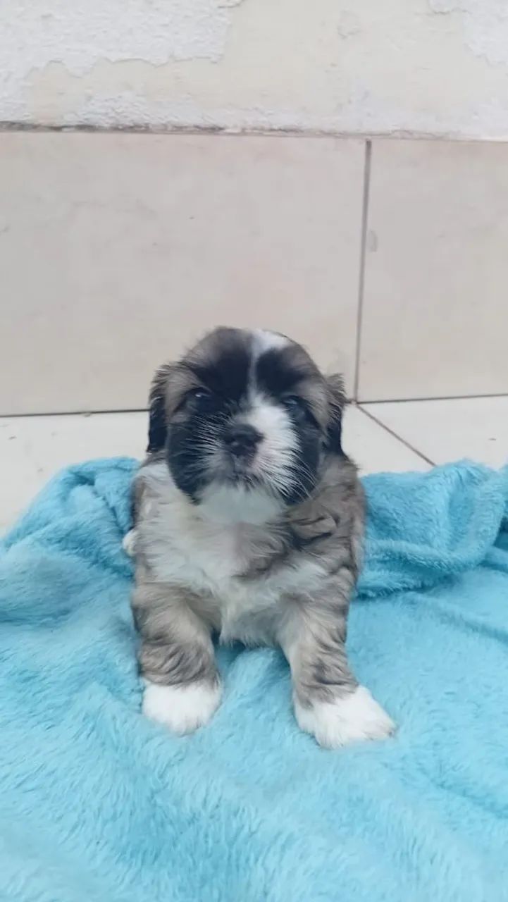Cachorro - Foto 3