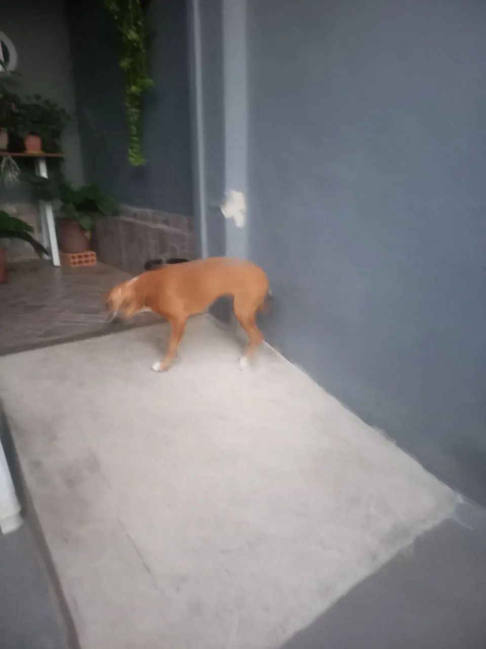 Cachorra - Foto 3