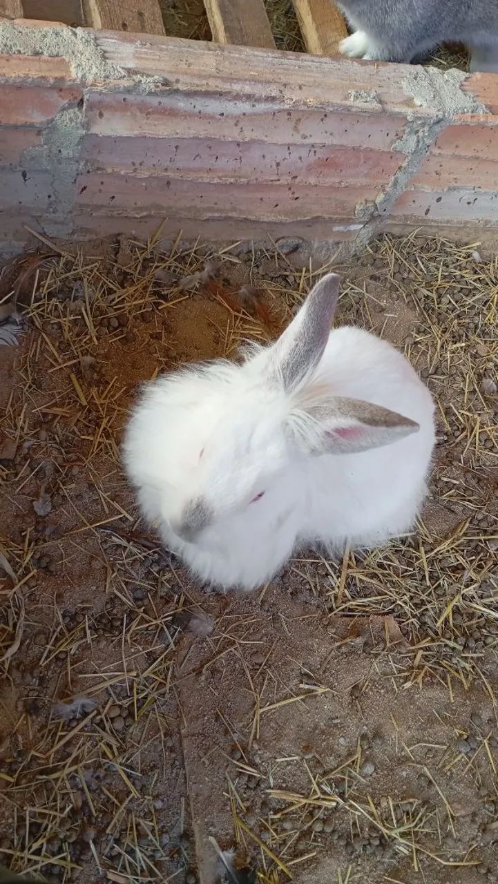 Coelhos  - Foto 2