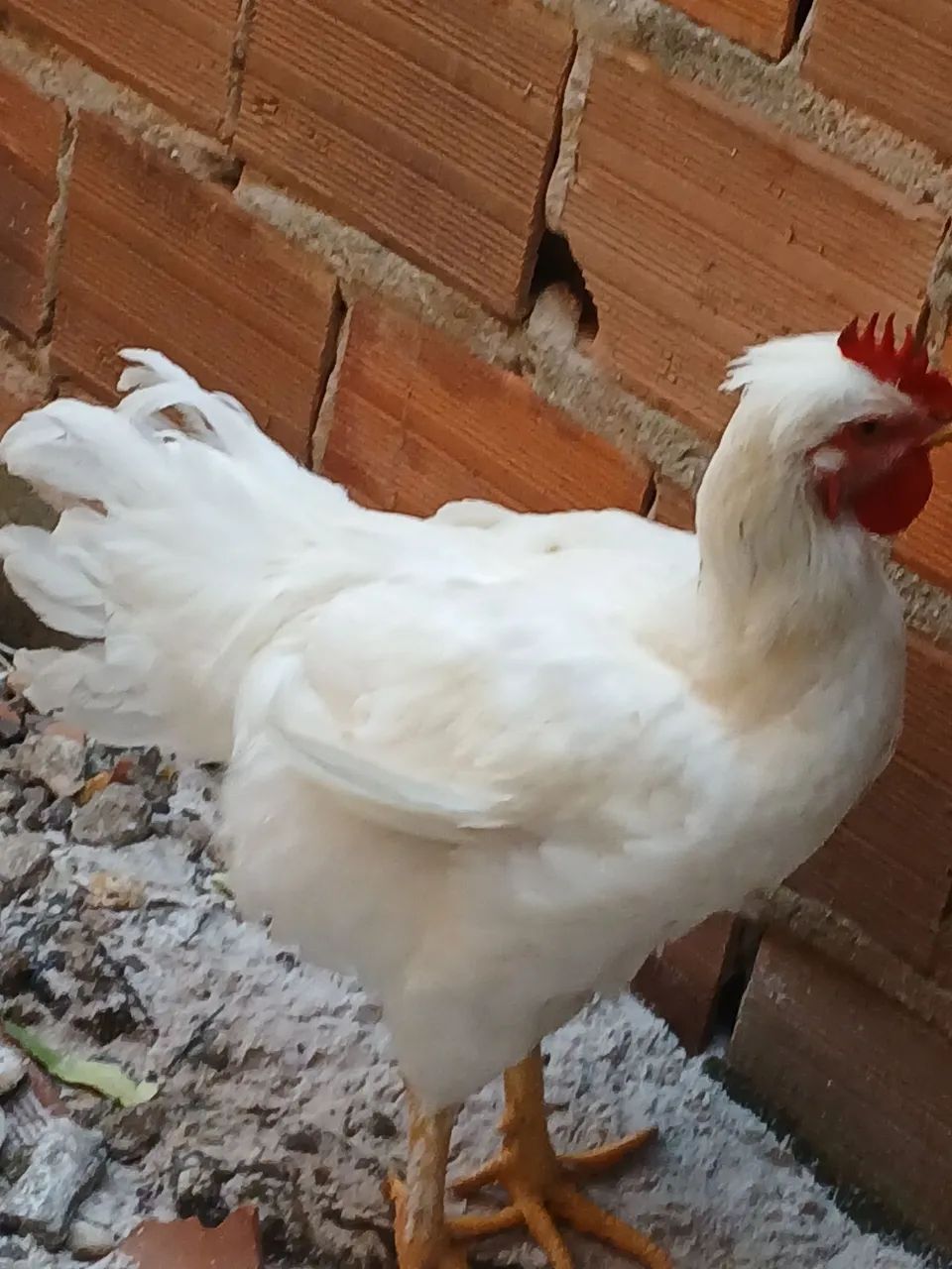 Galinha GSB BALAO  - Foto 4