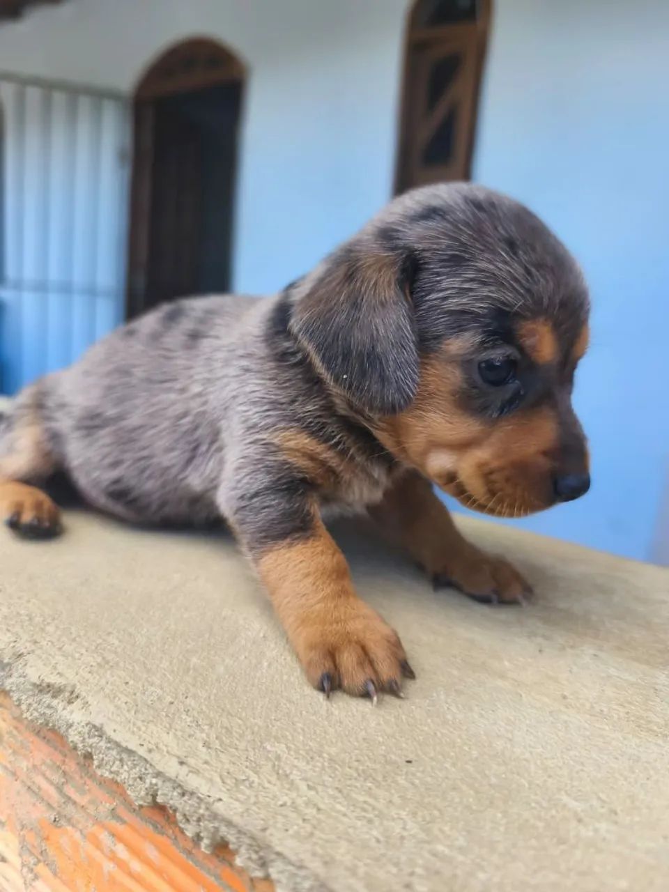 Filhotes de salsichas mofados - Foto 2