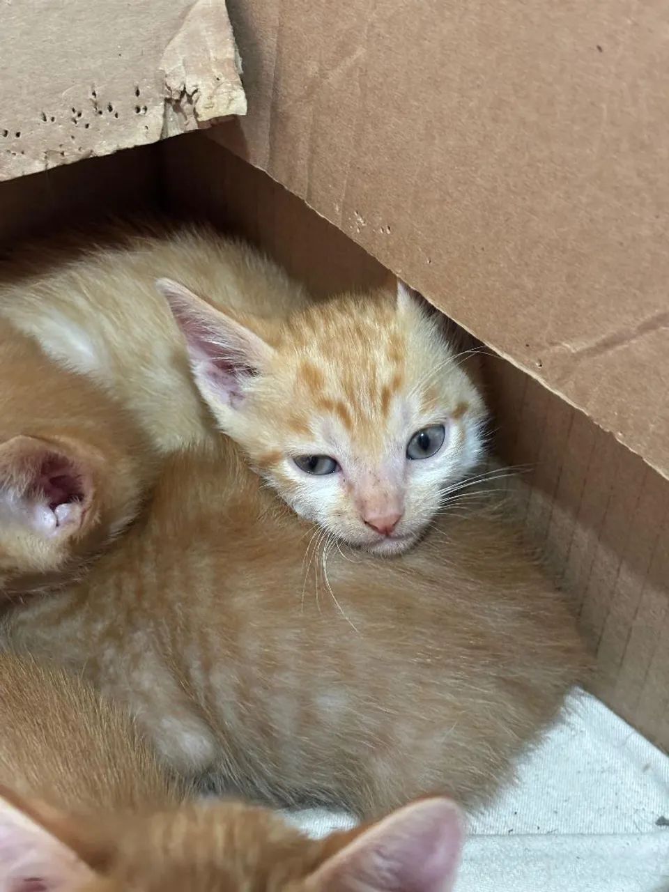 Doa-se gatinhos - Foto 2