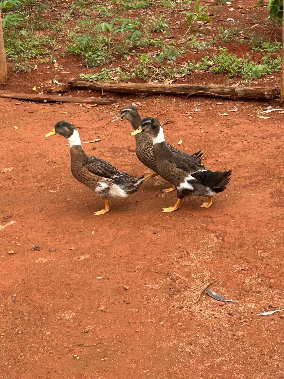 Vendo marrecos  - Foto 5