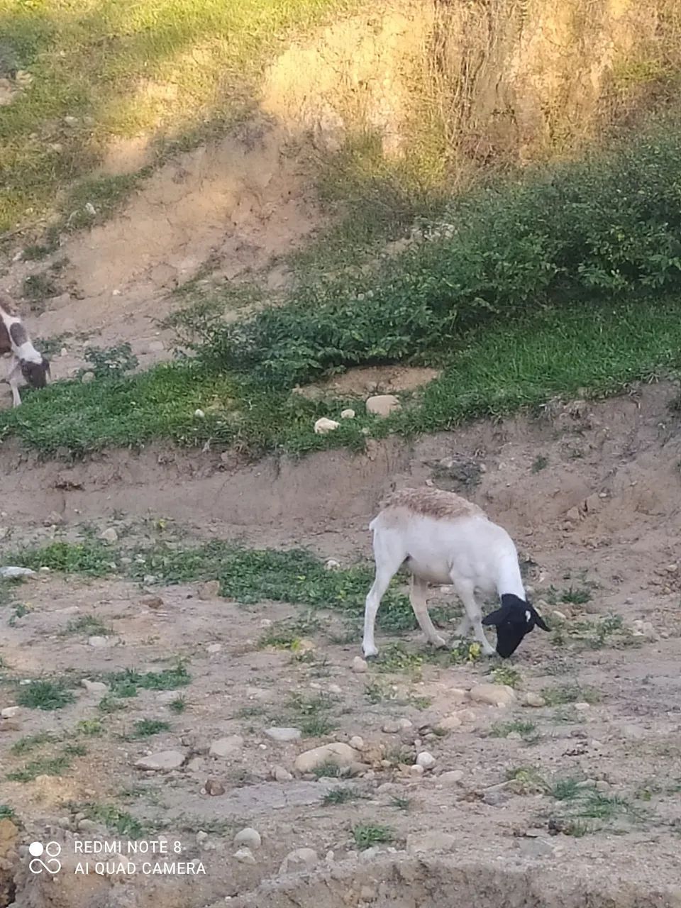 Vendo ovelhas e carneiro - Foto 3