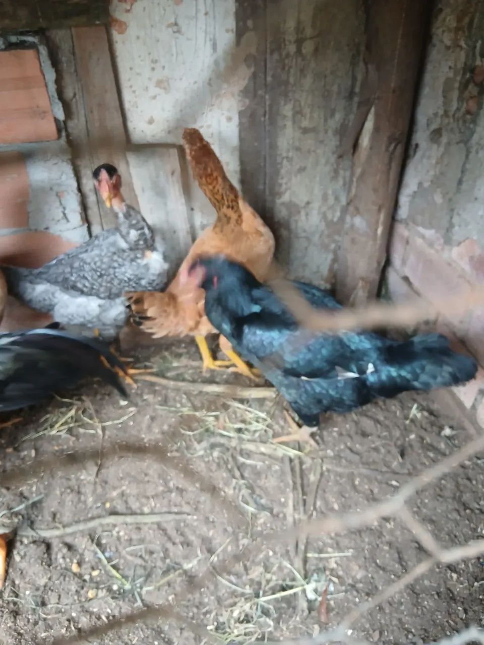 Galinhas  e galos  - Foto 4