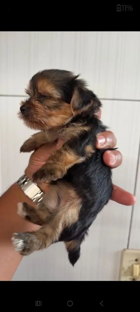 Yorkshire terrier micro 