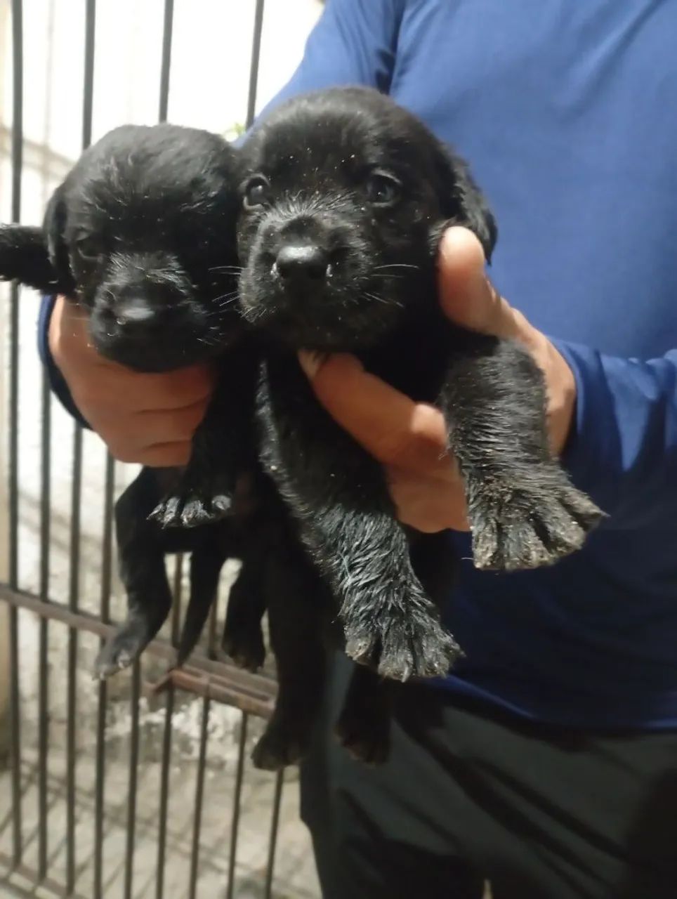 Filhotes de labrador  - Foto 2