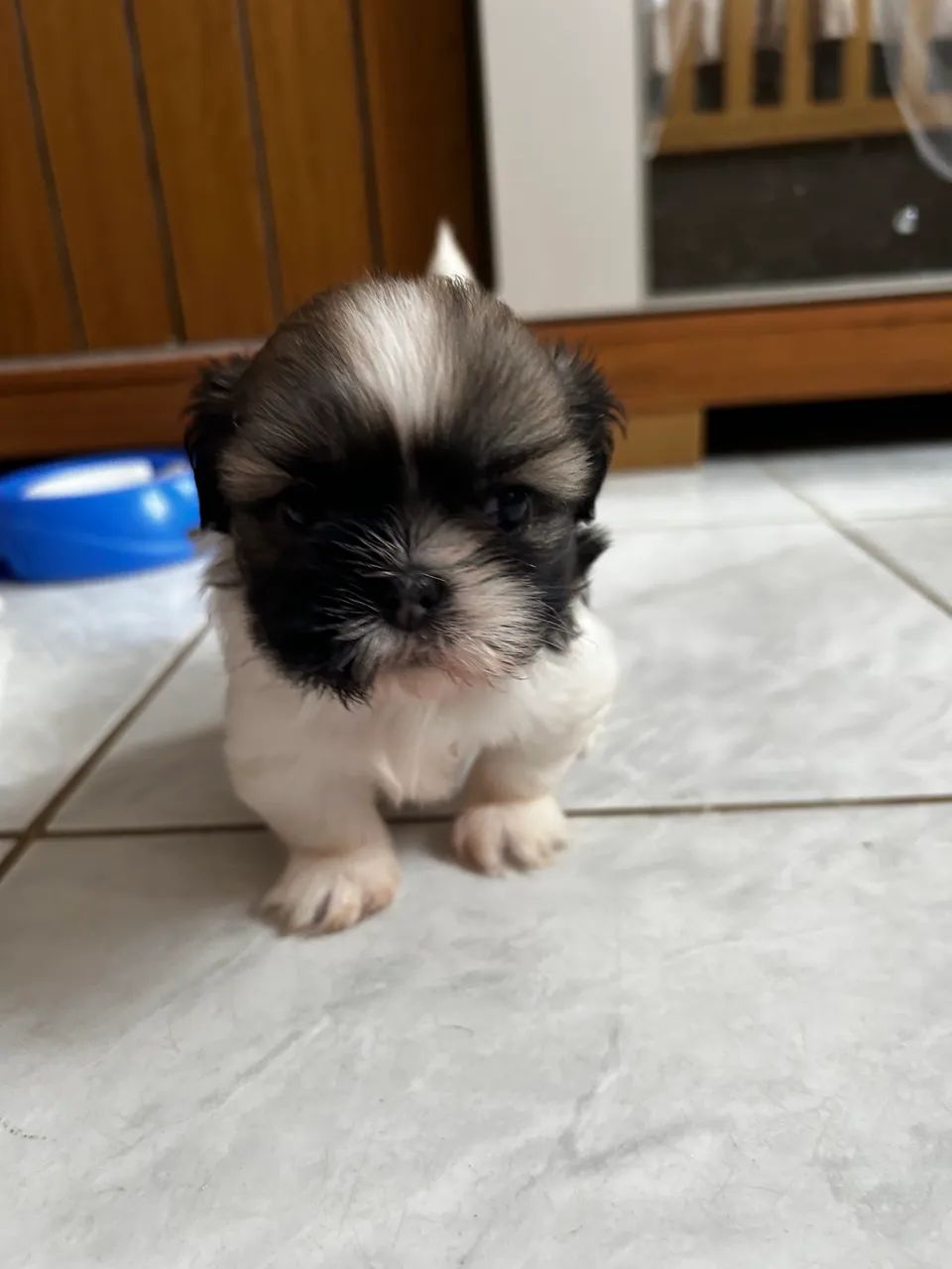 Filhote shihtzu