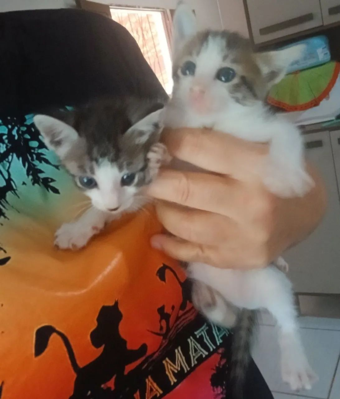Lindos filhotes 