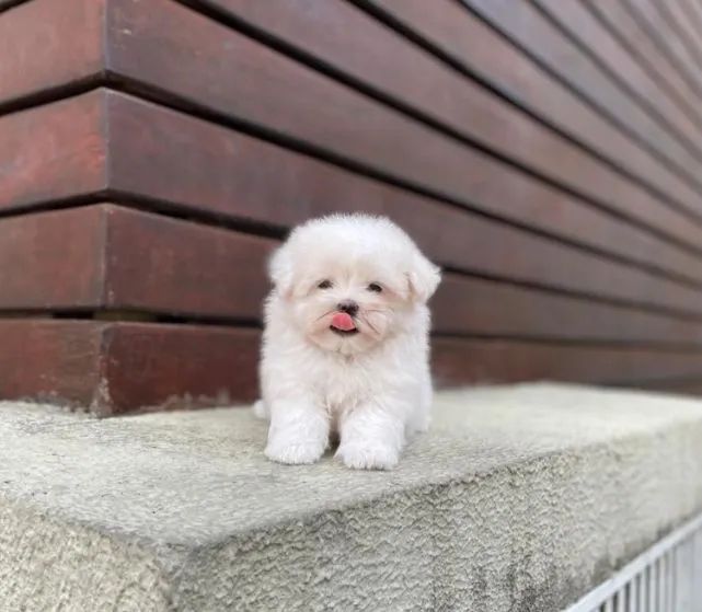 Maltês Micro Legítimos com Pedigree  - Foto 3