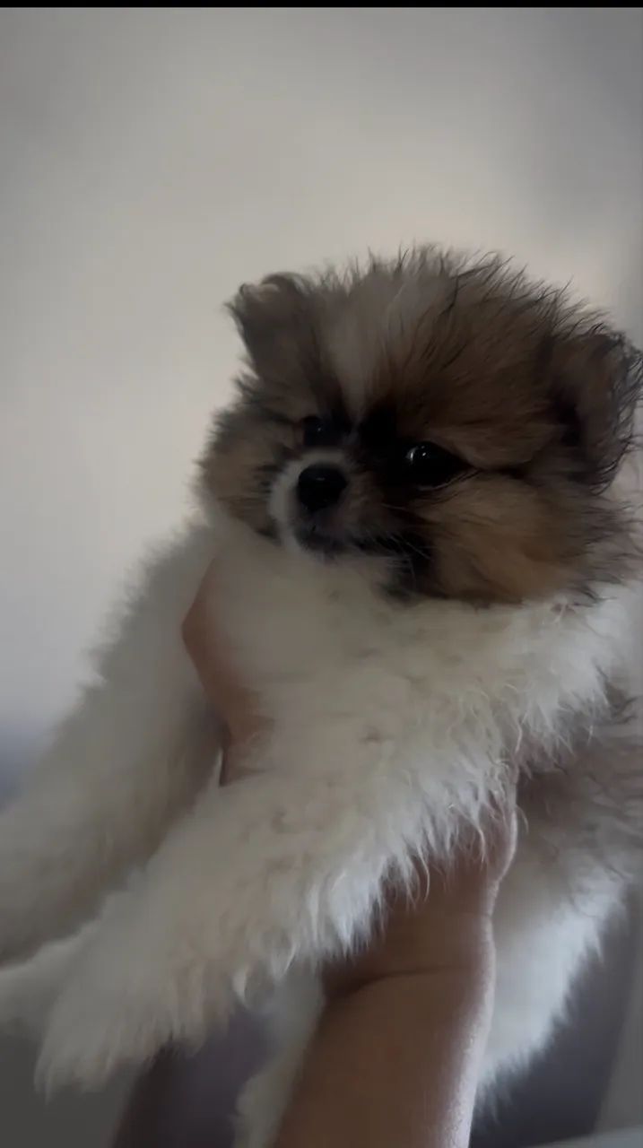Cachorros - Foto 2