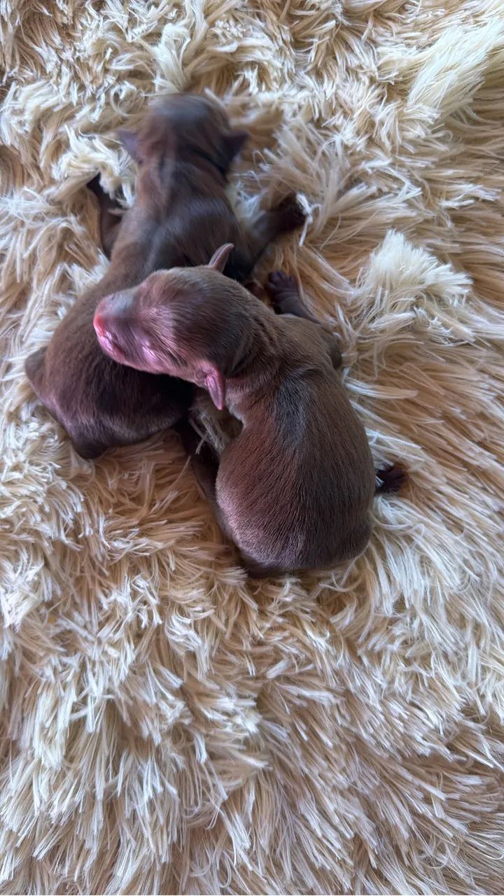Pinscher zero 