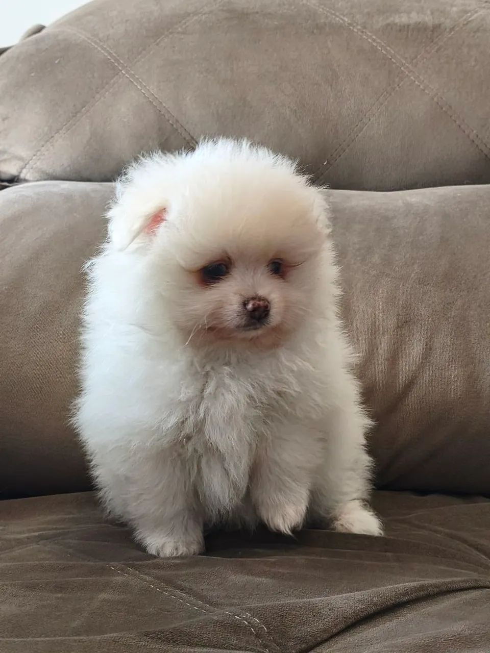 Spitz alemão - Foto 2