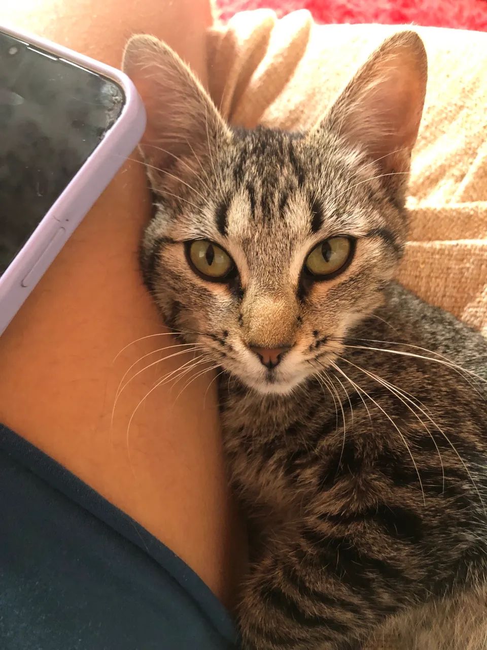 Gato - Foto 2