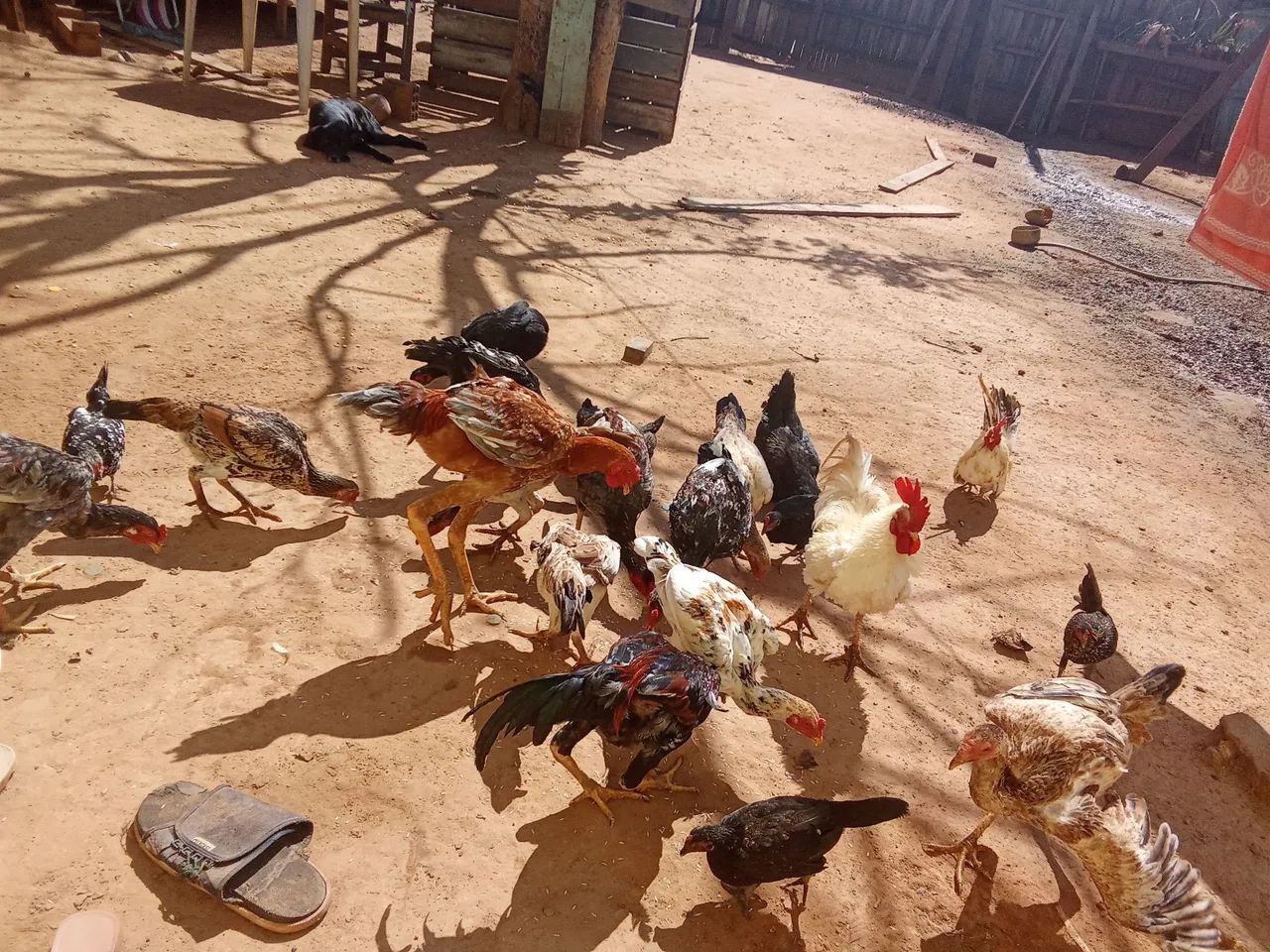 Venda - Foto 3