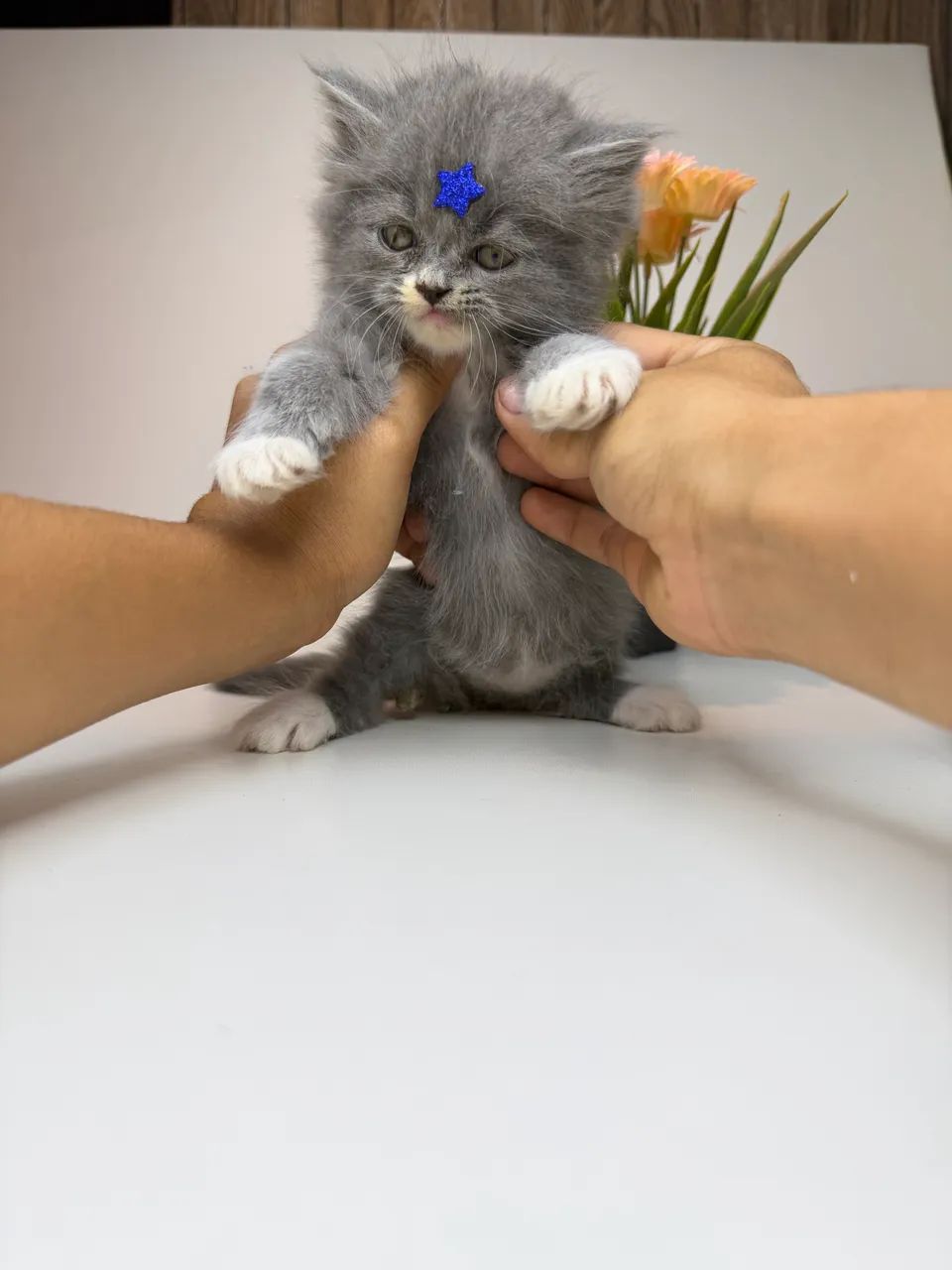 Gato persa - Foto 5
