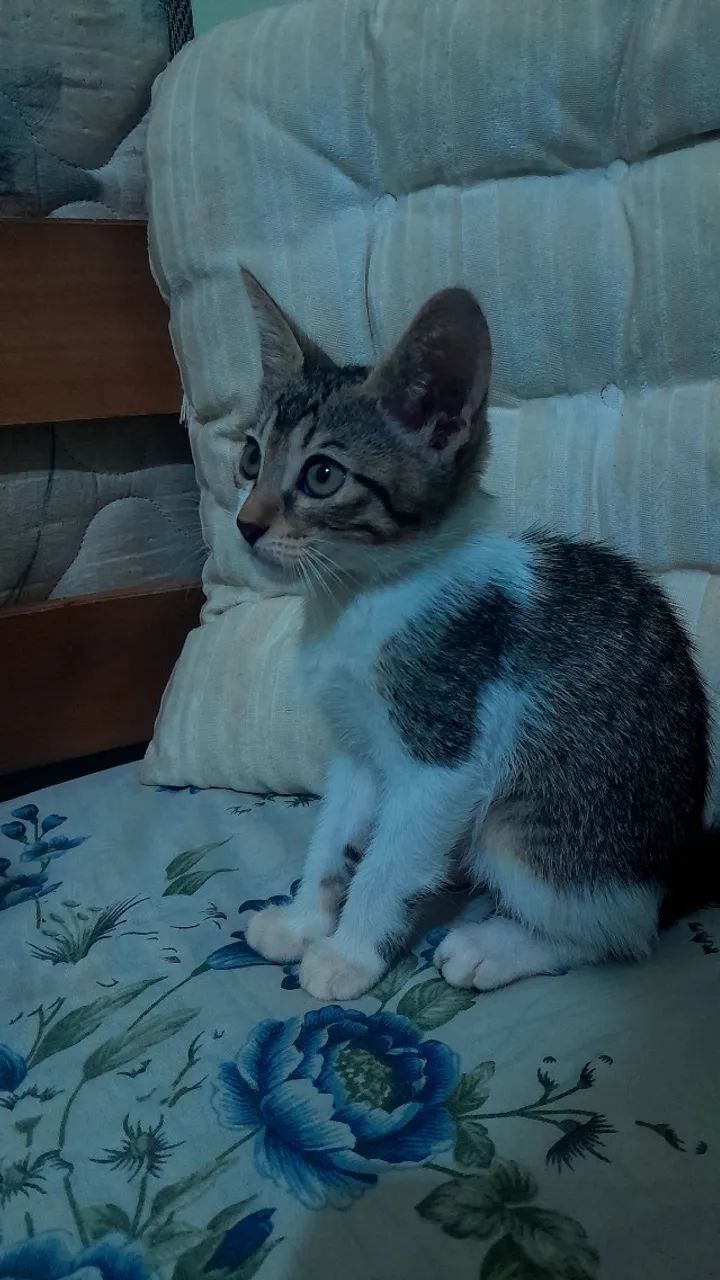 Gatos para adoção  - Foto 3