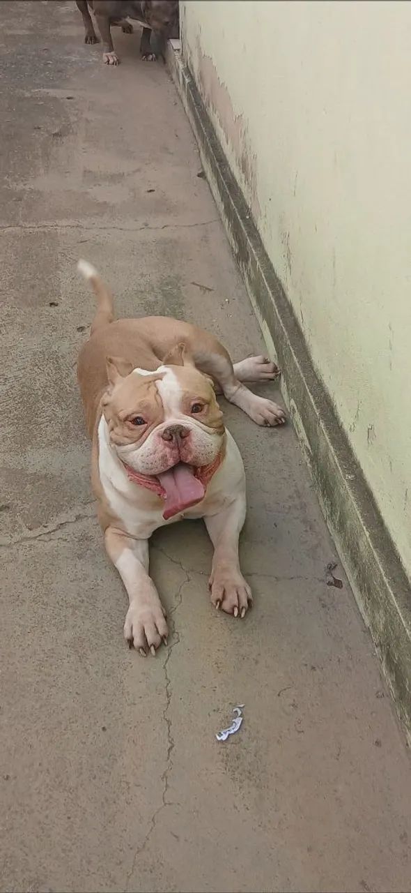 American bully (MACHO CHOCOLATE BRANCO) Para cruzar - Foto 2