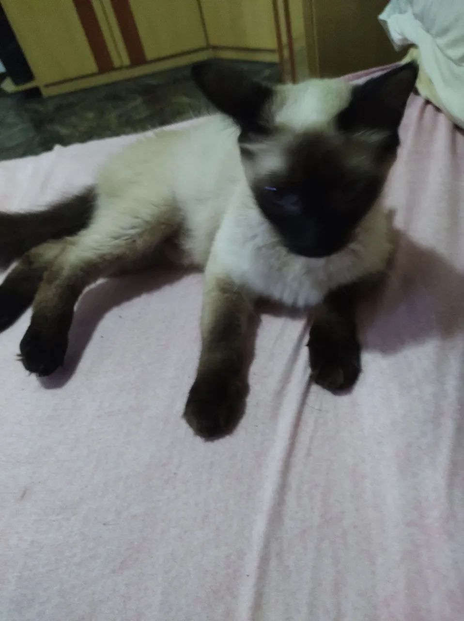 Doa-se gatinha siamesa - Foto 2