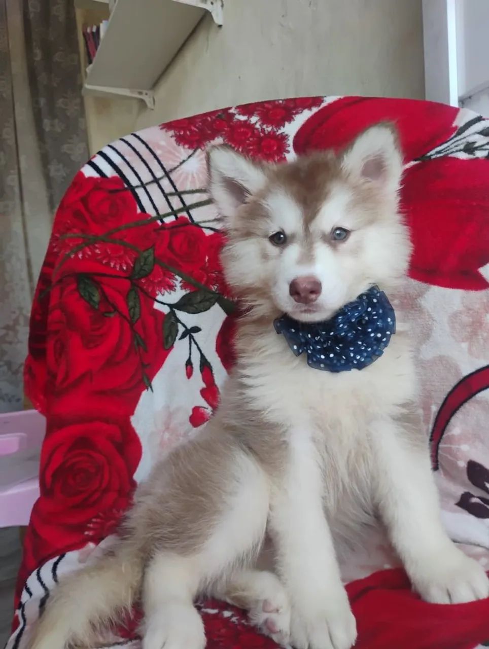 Husky Sibériano  - Foto 3