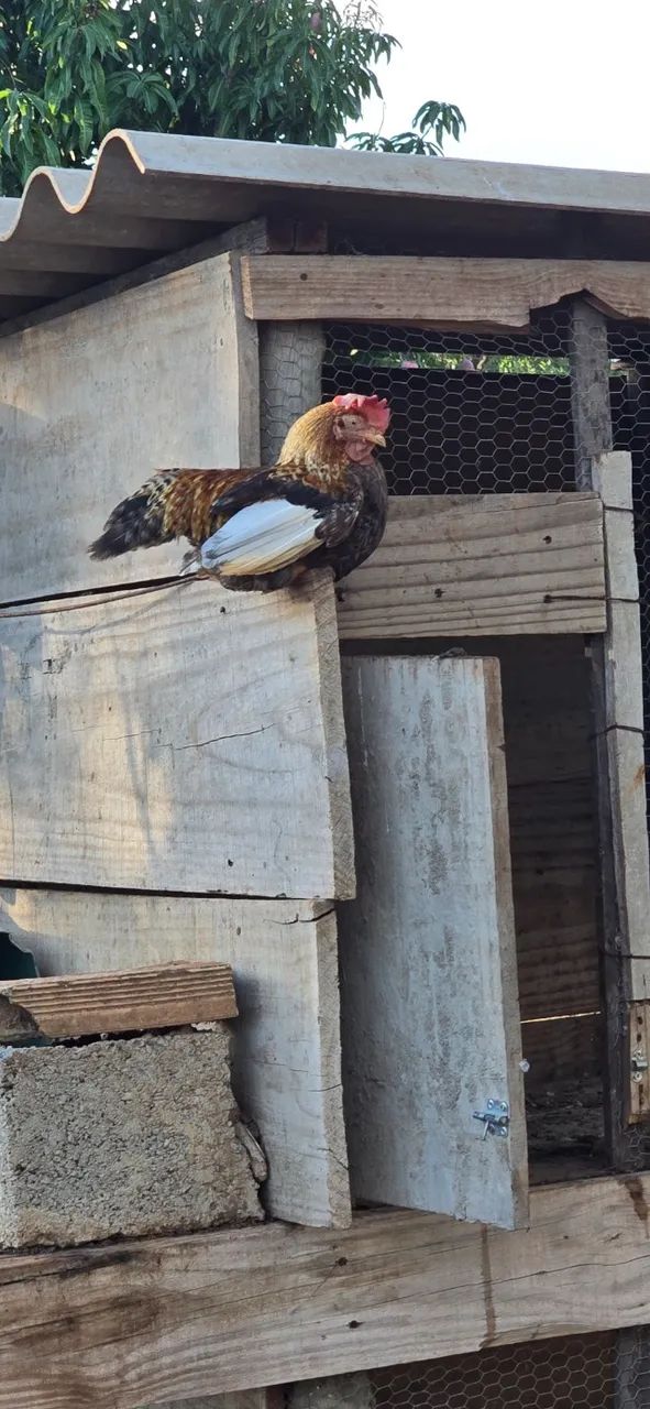 Vendo pintinhos de garnizé - Foto 2