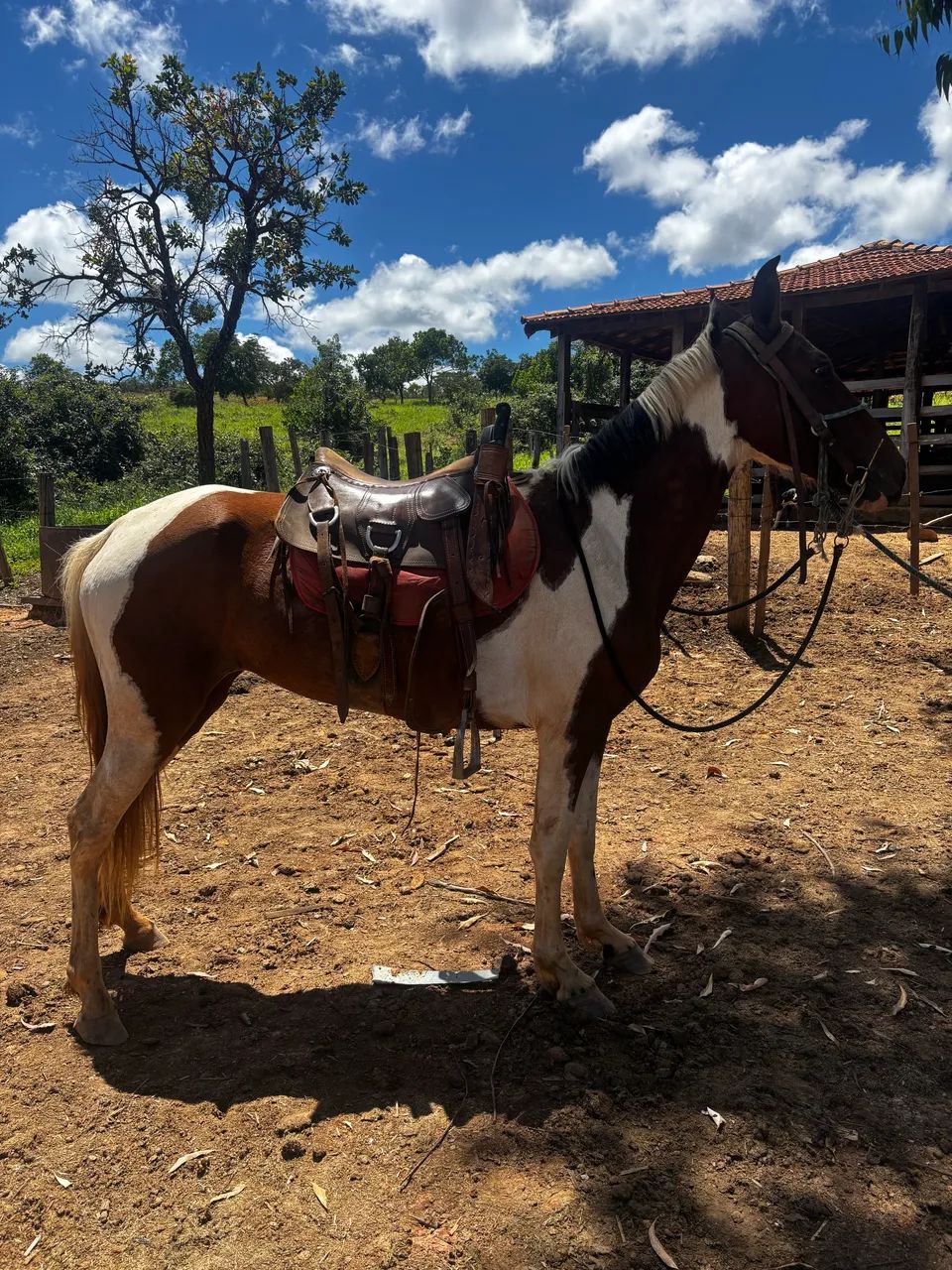 Potra pampa de castanho amojando marcha picada